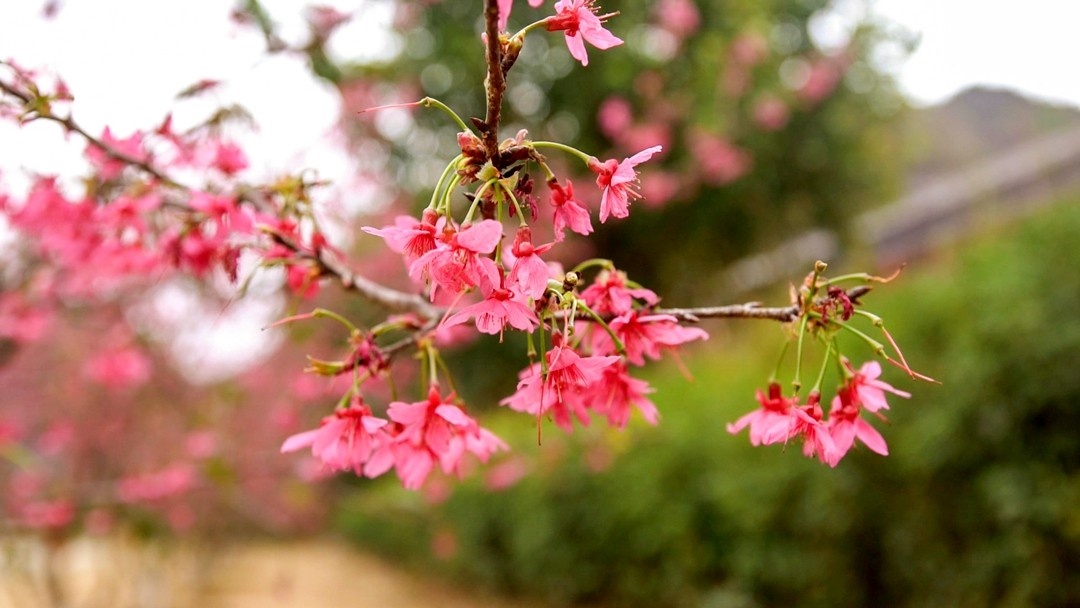 WeChat Image_20200121161945_副本.jpg