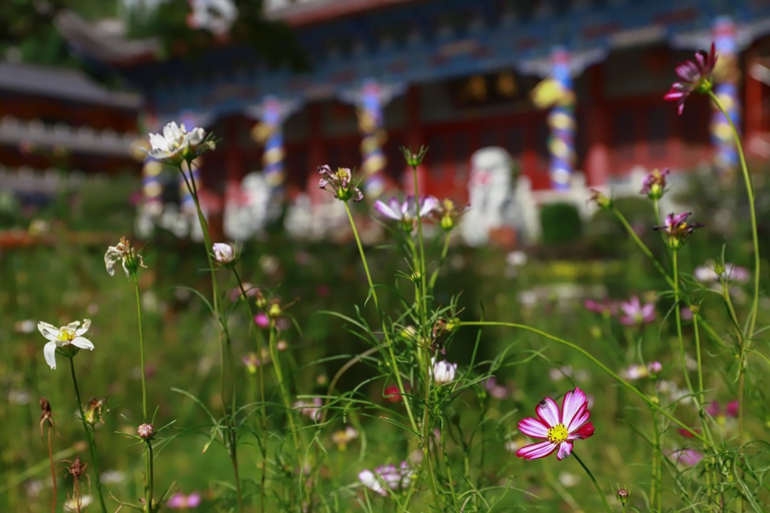 IMG_3009.JPG IMG_3009.JPG