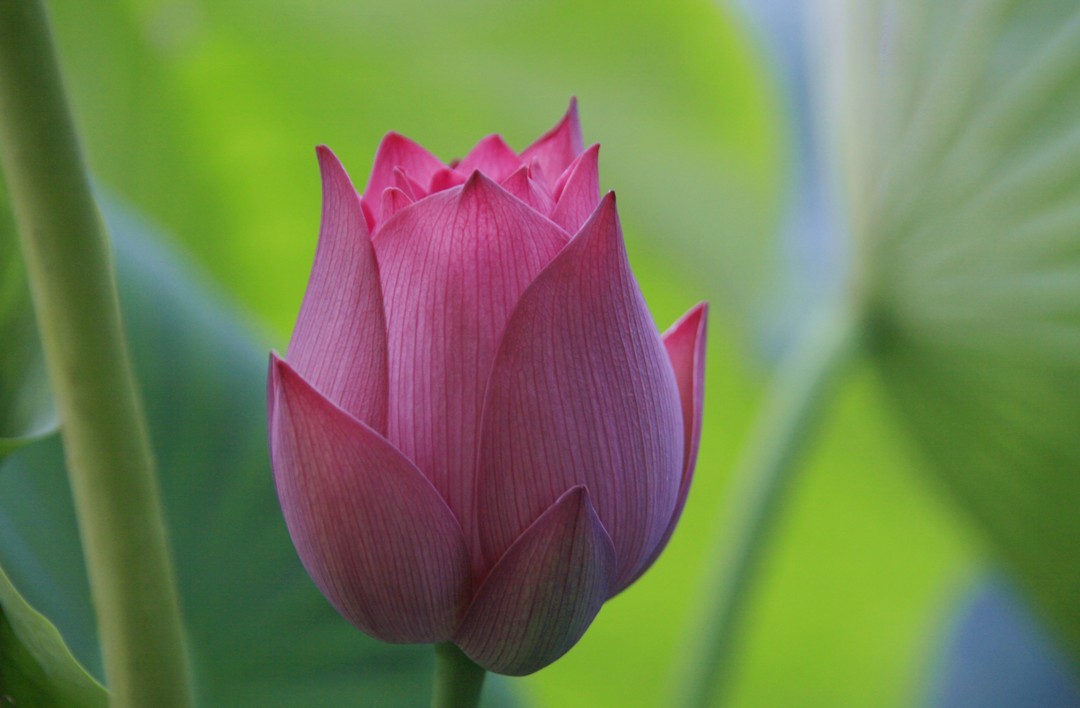 节.jpg