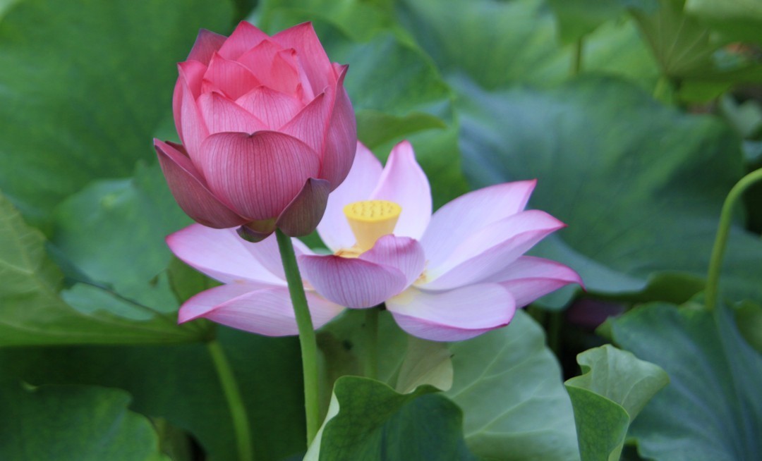 花.jpg