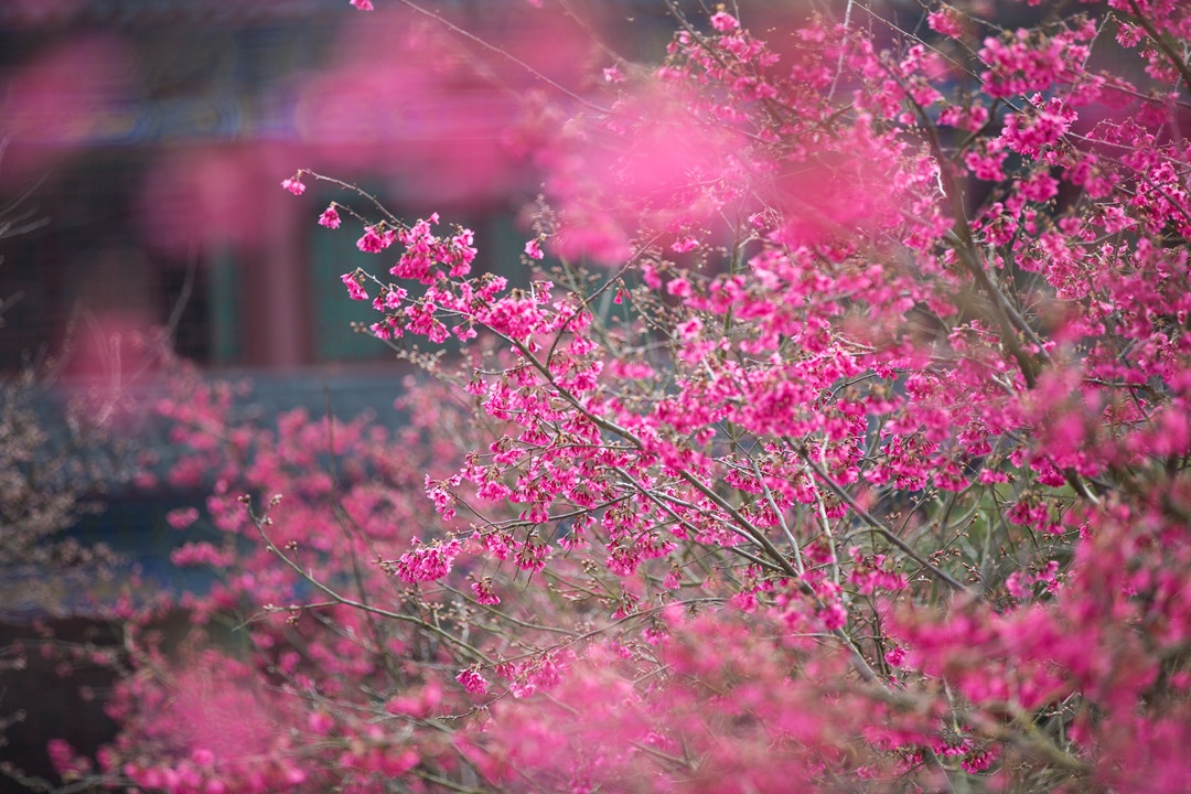 1D0A4439_副本.jpg